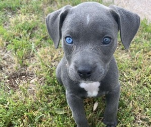 American Pit Bull Terrier Puppy for sale in ABILENE, TX, USA