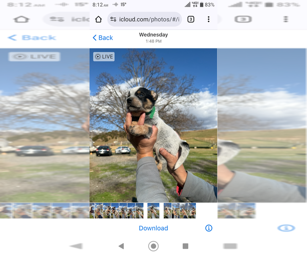 Medium Photo #4 Australian Cattle Dog Puppy For Sale in CHURCHVILLE, VA, USA