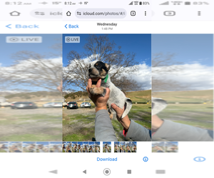 Medium Australian Cattle Dog