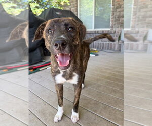 Labrador Retriever-Unknown Mix Dogs for adoption in Salt Lake City, UT, USA
