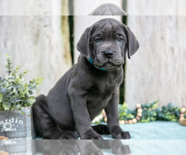 Medium Photo #3 Cane Corso Puppy For Sale in HOWE, IN, USA