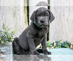 Small Photo #7 Cane Corso Puppy For Sale in HOWE, IN, USA