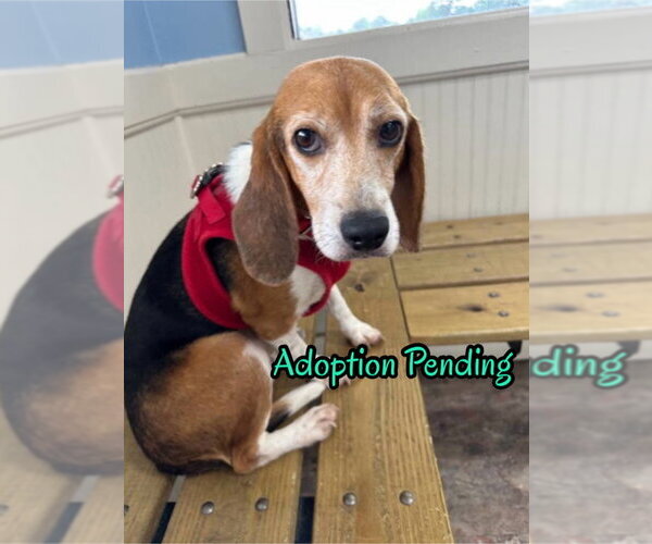 Medium Photo #1 Beagle Puppy For Sale in Dunnellon, FL, USA