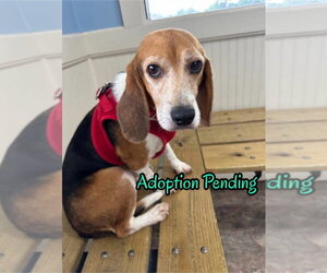 Beagle Dogs for adoption in Dunnellon, FL, USA
