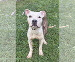 Small American Pit Bull Terrier Mix