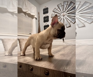 French Bulldog Puppy for sale in AVON, IN, USA