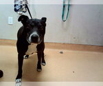 Small Labrador Retriever Mix