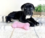 Small #1 Cane Corso