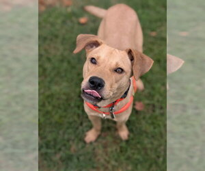Labrador Retriever-Unknown Mix Dogs for adoption in Oakhurst, NJ, USA