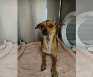 Chihuahua-Unknown Mix Dogs for adoption in El Centro, CA, USA