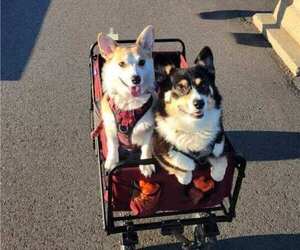Father of the Pembroke Welsh Corgi puppies born on 01/05/2025