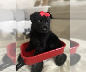 German Shepherd Dog Puppy for Sale in ALACHUA, Florida USA
