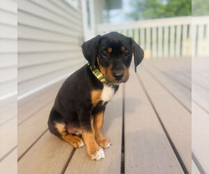 Jack Russell Terrier-Unknown Mix Dogs for adoption in St. Louis Park, MN, USA