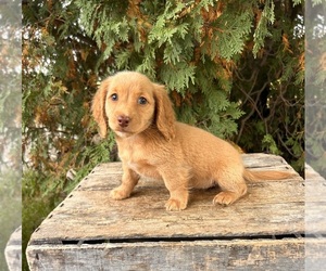 Dachshund Puppy for sale in MIDDLEBURY, IN, USA