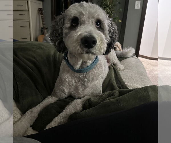 Medium Photo #1 Mutt Puppy For Sale in Brooklyn Center, MN, USA