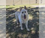 Small German Shepherd Dog