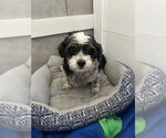 Small #1 Maltipoo (Miniature)
