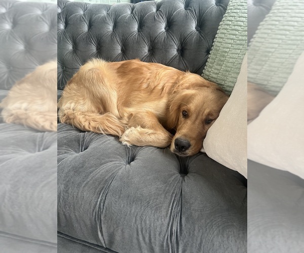 Medium Photo #1 Goldendoodle Puppy For Sale in FORD CITY, PA, USA