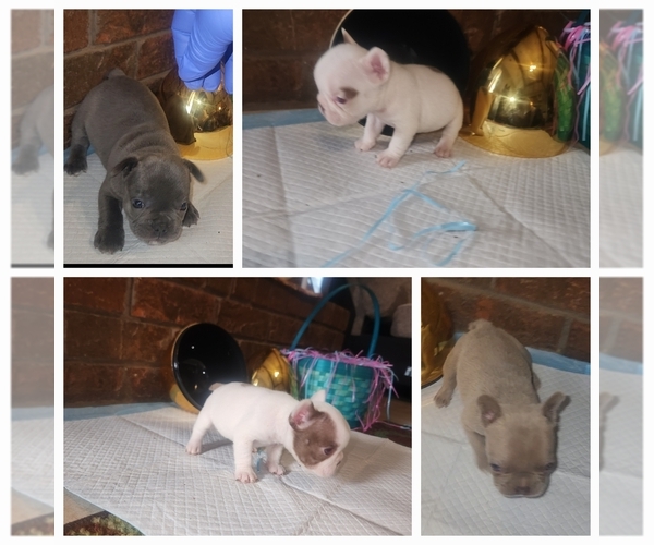 Medium Photo #1 French Bulldog Puppy For Sale in MEMPHIS, TN, USA