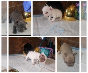 French Bulldog Litter for sale in MEMPHIS, TN, USA
