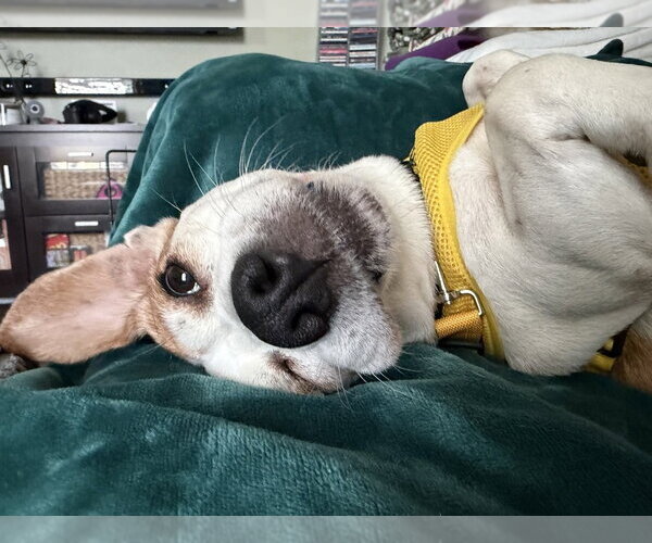 Medium Photo #2 Beagle Puppy For Sale in Mundelein, IL, USA