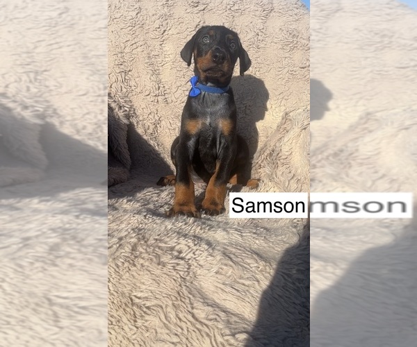 Medium Photo #4 Doberman Pinscher Puppy For Sale in POMEROY, OH, USA