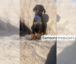 Small #3 Doberman Pinscher