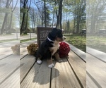 Small Photo #3 Bernese Mountain Dog Puppy For Sale in HARRISON, MI, USA