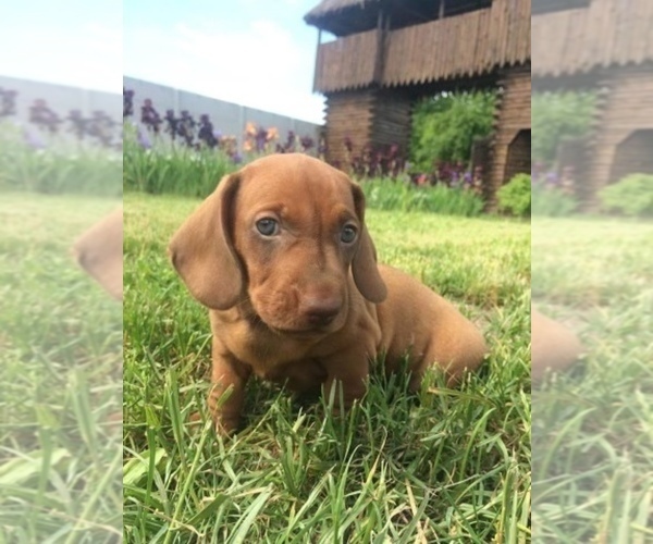 Medium Photo #1 Dachshund Puppy For Sale in VANCOUVER, WA, USA