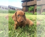 Small Photo #1 Dachshund Puppy For Sale in VANCOUVER, WA, USA