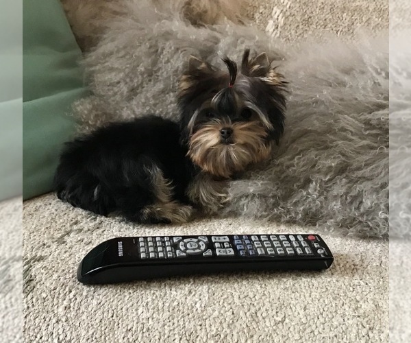 Medium Photo #1 Yorkshire Terrier Puppy For Sale in ROANOKE, VA, USA