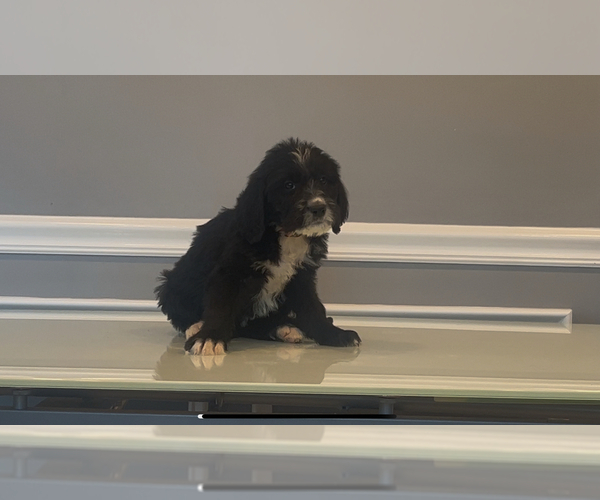 Medium Photo #10 Bernedoodle-Labradoodle Mix Puppy For Sale in MILFORD, NJ, USA