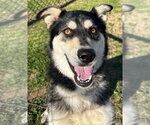 Small #5 Siberian Husky Mix