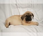 Small Photo #2 Presa Canario Puppy For Sale in CHICAGO, IL, USA