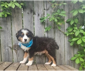 Australian Shepherd Puppy for sale in INDIANAPOLIS, IN, USA