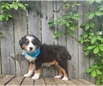 Image preview for Ad Listing. Nickname: Max