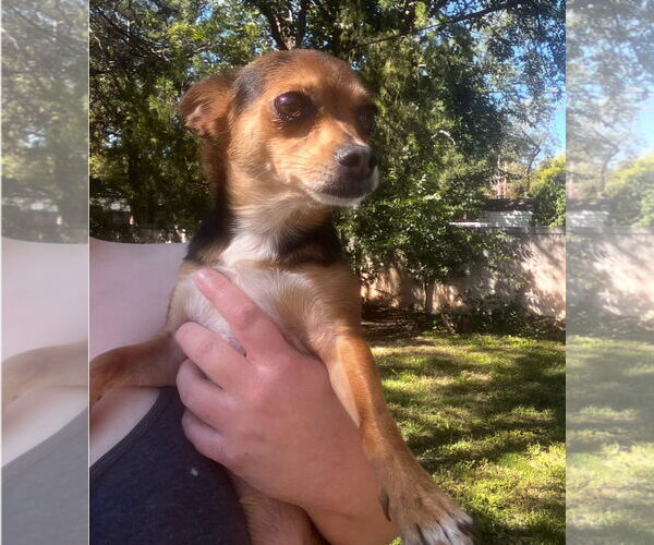 Medium Photo #3 Chihuahua-Unknown Mix Puppy For Sale in Grafton, WI, USA