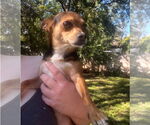 Small #2 Chihuahua Mix