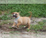 Small Photo #15 American Pit Bull Terrier Puppy For Sale in NAPLES, FL, USA