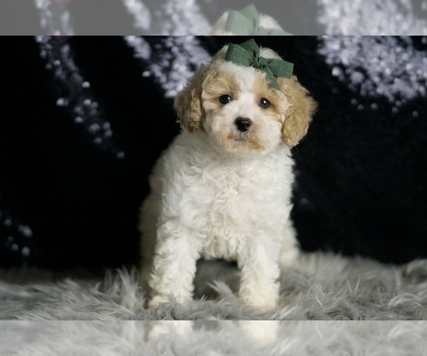 Medium Photo #123 Maltipoo (Miniature) Puppy For Sale in WARSAW, IN, USA