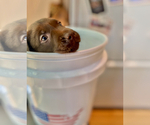 Small Photo #7 Labrador Retriever Puppy For Sale in ALEXANDRIA, VA, USA