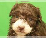 Small Photo #7 Poodle (Toy) Puppy For Sale in SHAWNEE, OK, USA