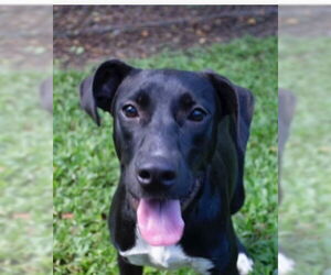 Labrador Retriever-Unknown Mix Dogs for adoption in Canton, CT, USA