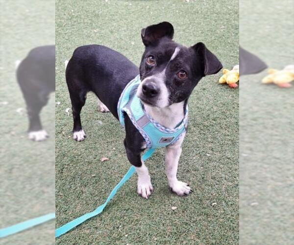 Medium Photo #1 Chihuahua Puppy For Sale in Woodland, CA, USA