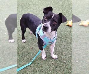 Chihuahua Dogs for adoption in Woodland, CA, USA