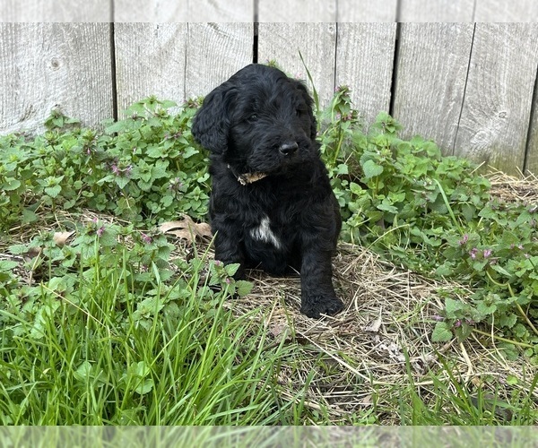 Medium Photo #1 Goldendoodle Puppy For Sale in KINGSPORT, TN, USA