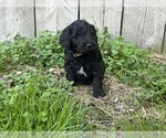 Small Photo #1 Goldendoodle Puppy For Sale in KINGSPORT, TN, USA