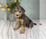 Small #2 Bernedoodle (Miniature)