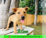 Small #2 Chow Chow Mix