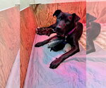 Small Photo #19 Labrador Retriever-Unknown Mix Puppy For Sale in San Diego, CA, USA